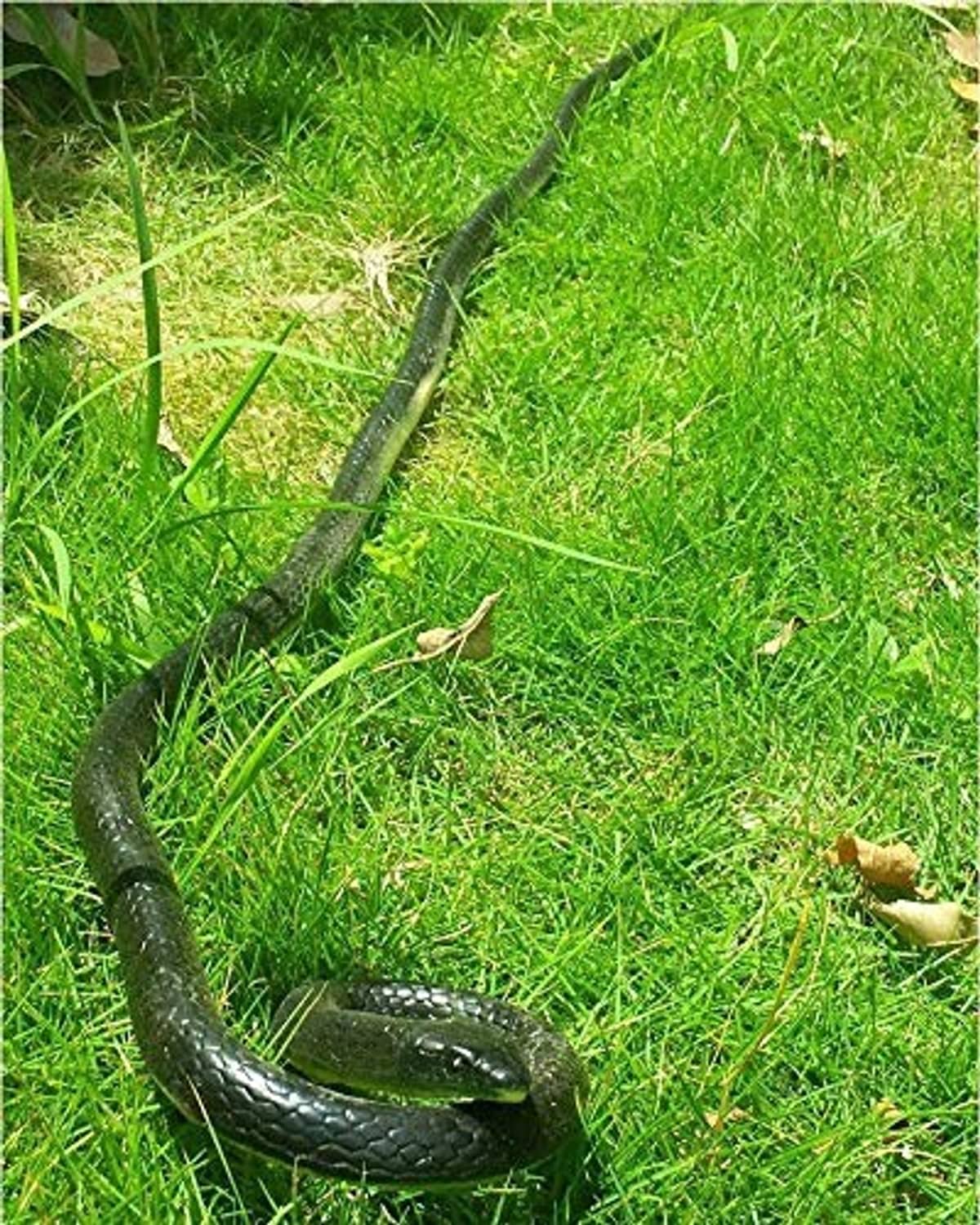 Black rubber toy snake curled on grass, with detailed head and body