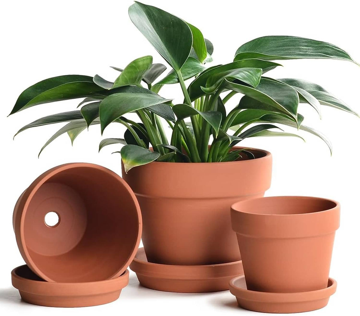 Terracotta ceramic plant pots set with saucers, three planters with leafy plants and bases