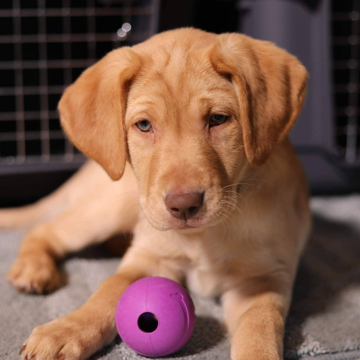 Dog playing with a purple round fetch ball with a large center hole