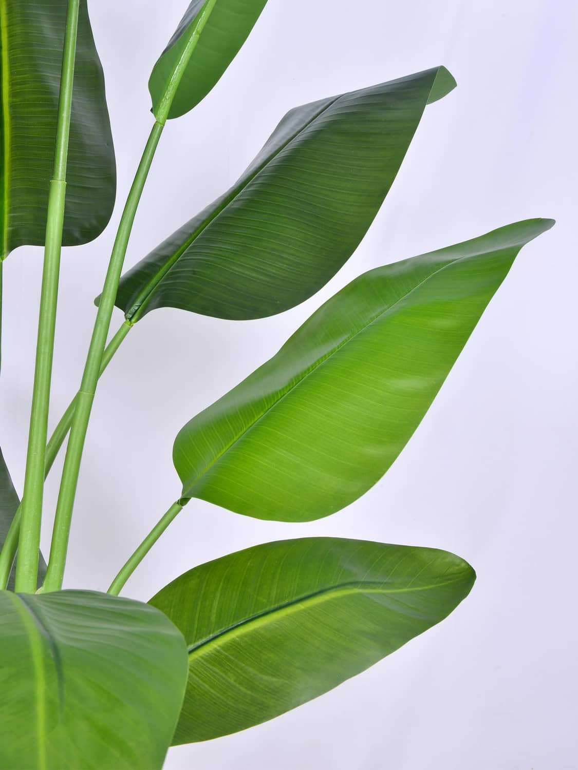 Close-up of green artificial bird of paradise leaves on tall stems