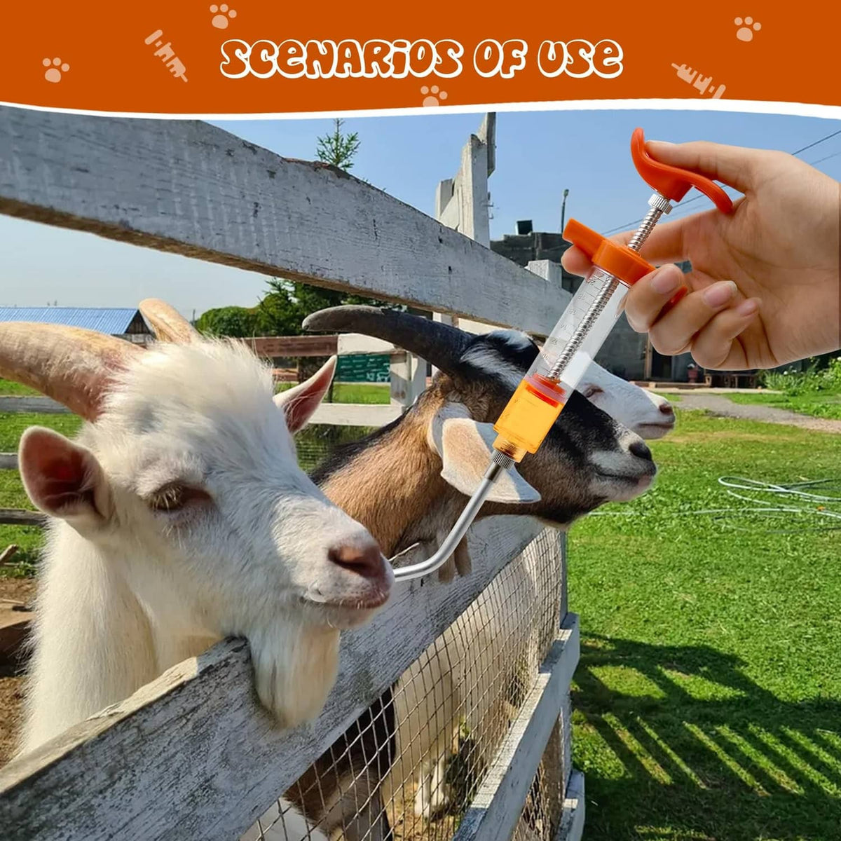Orange drench syringe gun feeding a goat with clear barrel and metal nozzle