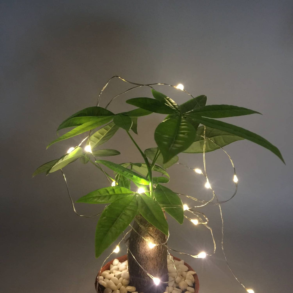 Indoor starry string lights draped over green leaves in a clear jar