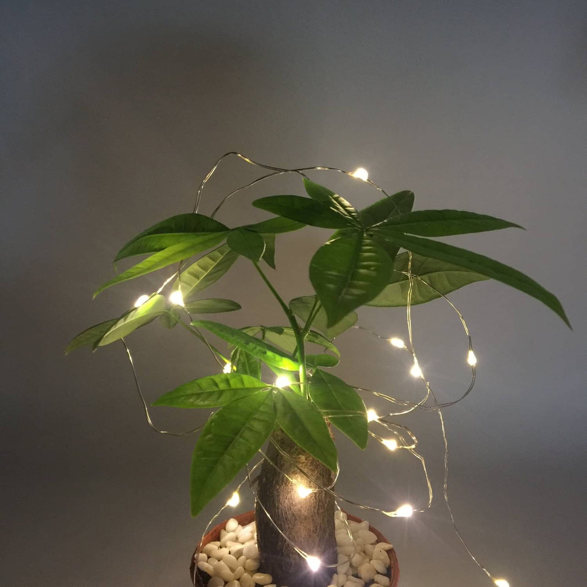 Indoor starry string lights draped over green leaves in a clear jar