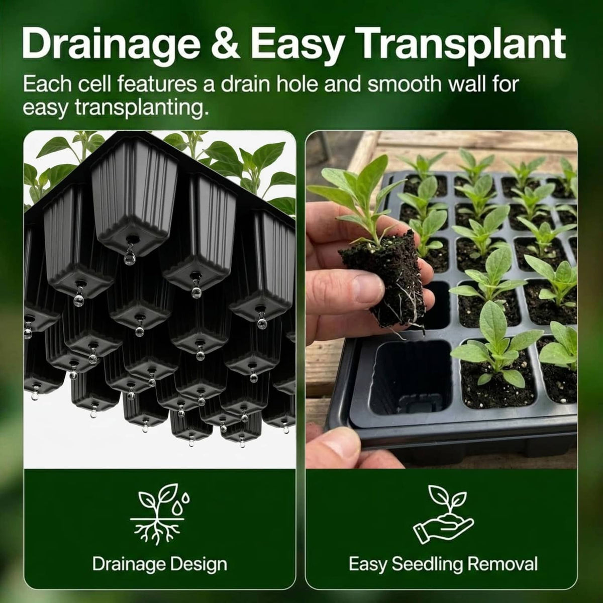 Black seed trays with drain holes and seedlings being transplanted from cells