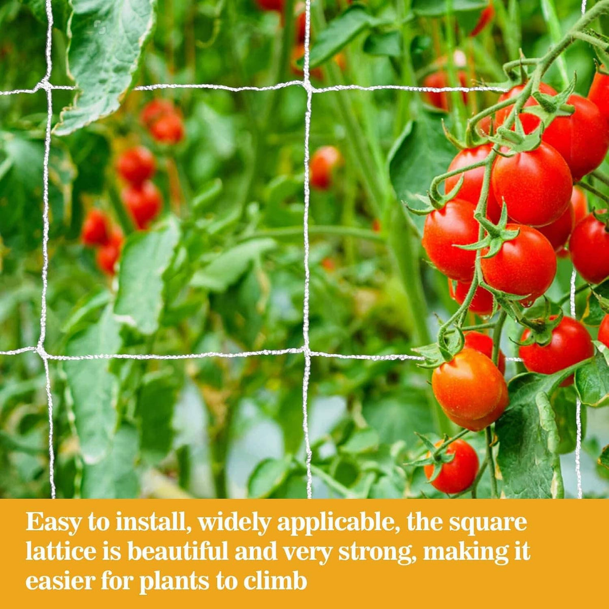 Garden trellis netting with white square mesh over climbing tomato vines and fruit.