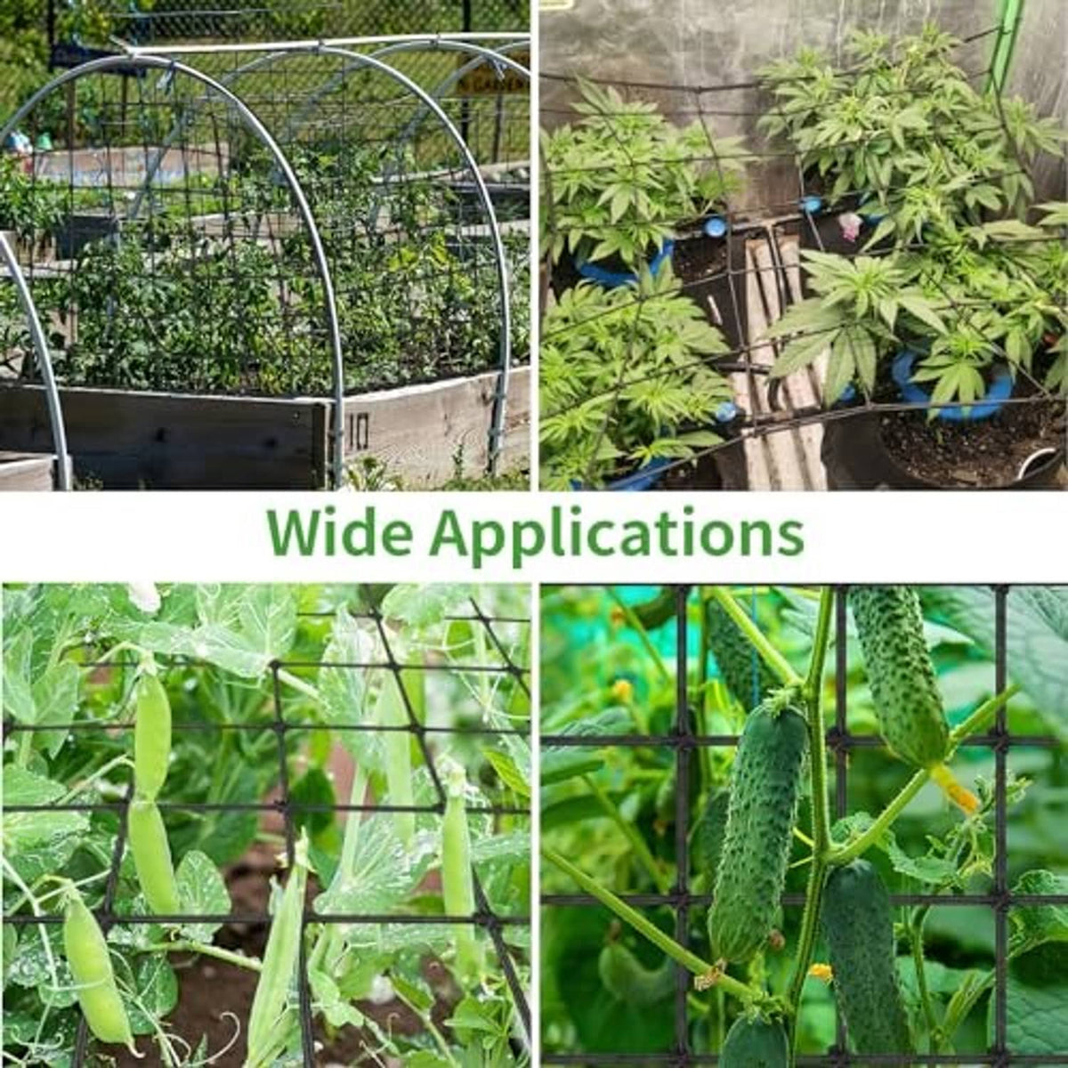 Scrog trellis netting used for climbing plants like cucumbers in a grow setup