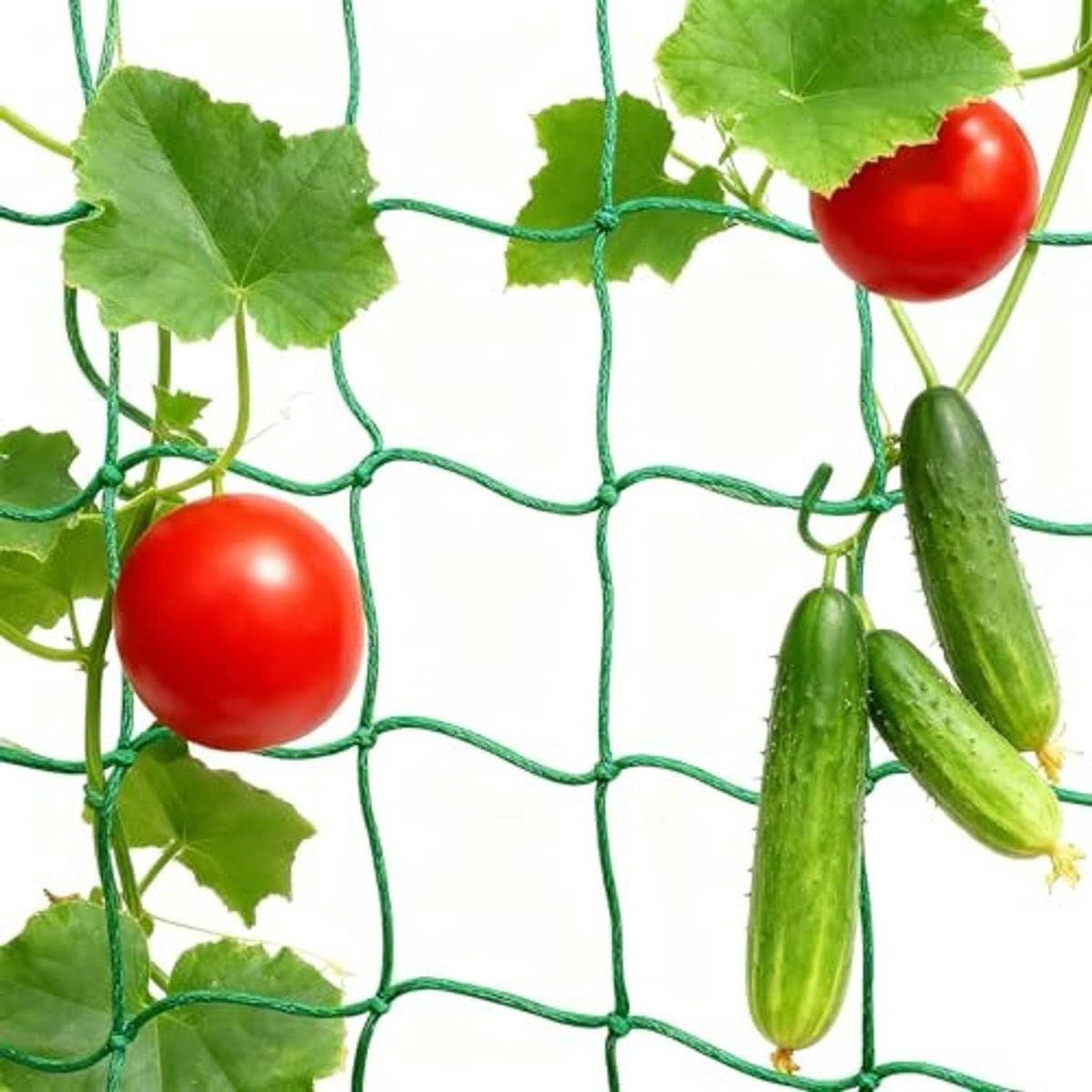 Green trellis netting grid with red tomatoes, cucumbers, and vine leaves