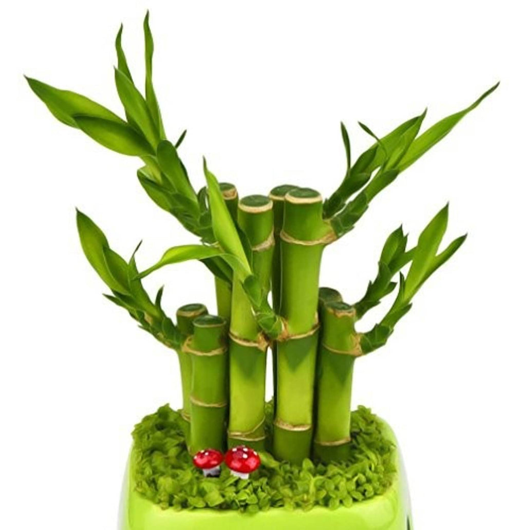 Mini foam mushroom picks with red caps and white spots among green bamboo sticks