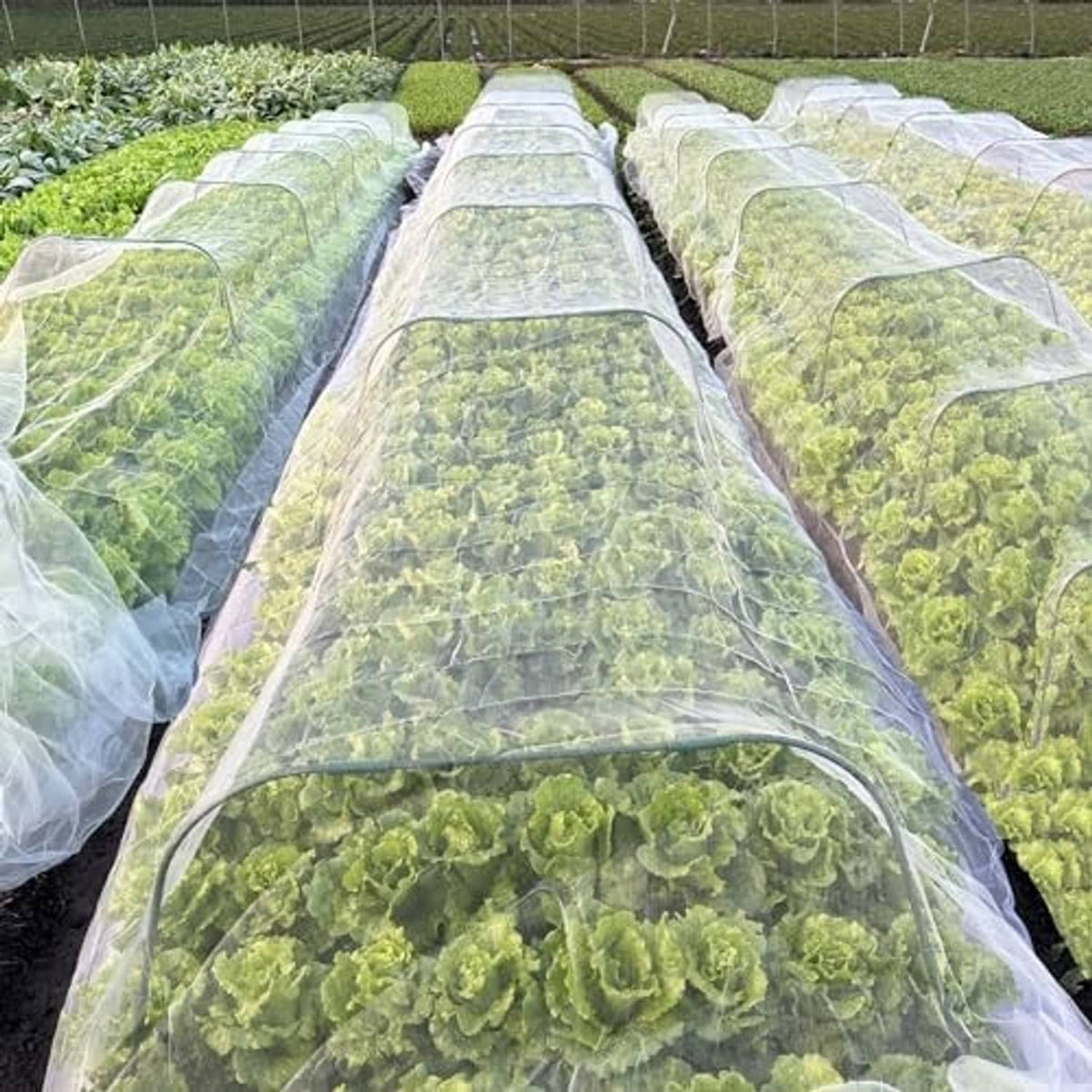 Rows of ultra-fine clear mesh netting over raised vegetable beds for protective coverage