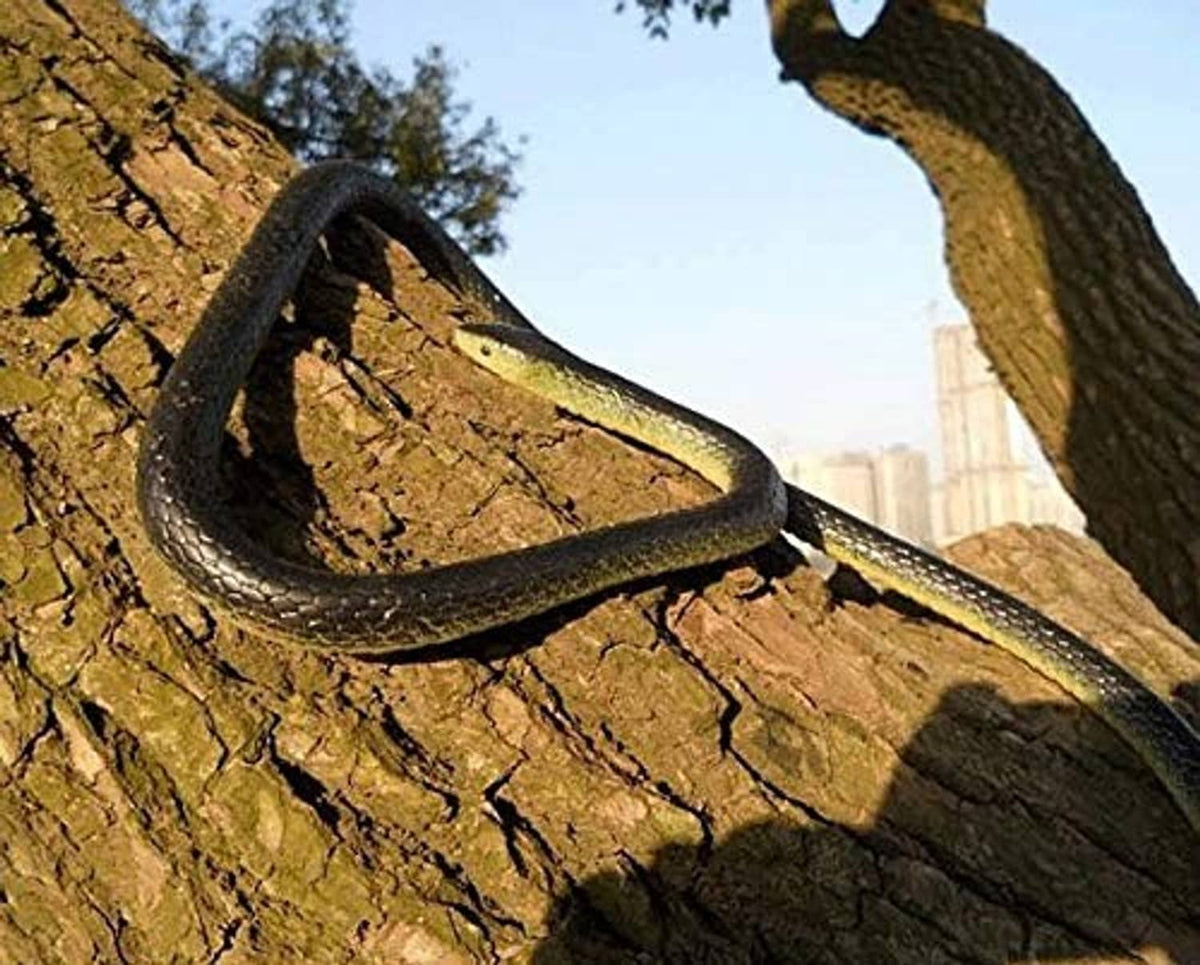 Black rubber toy snake wrapped around a tree branch with lifelike head
