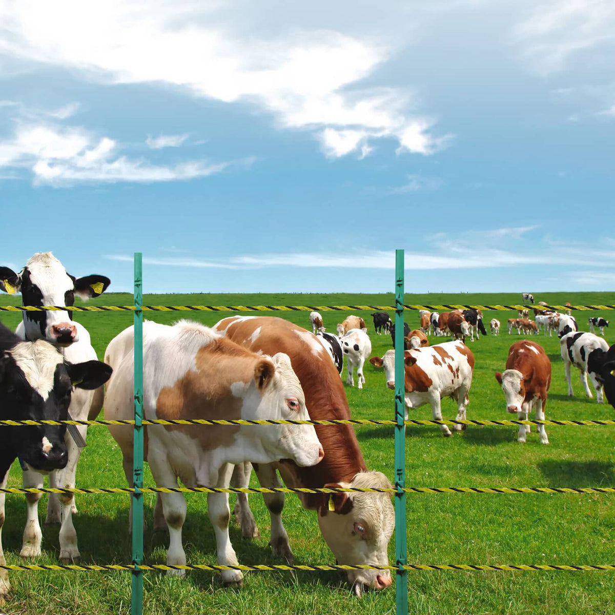 Electric fence wire with yellow-and-black strands on green posts for keeping animals in
