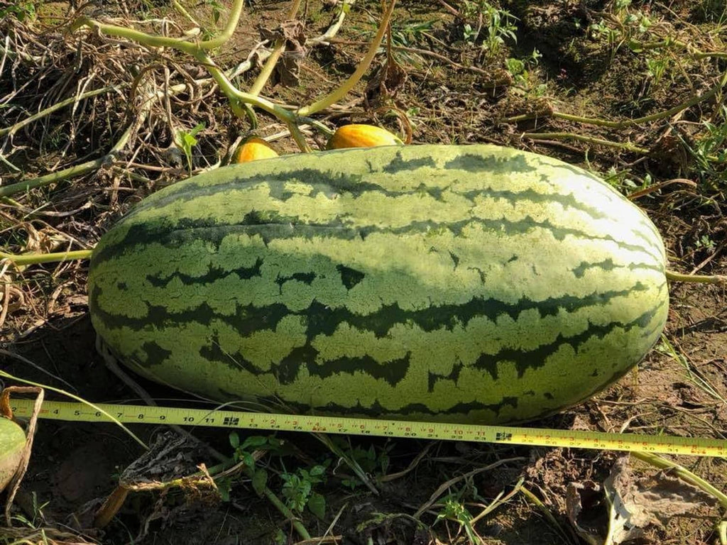 Green-striped watermelon lying on soil outdoors