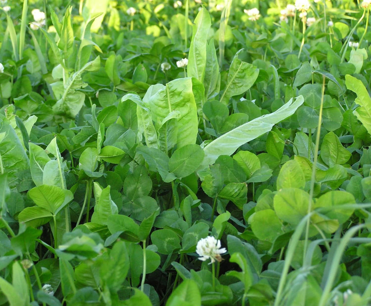 Close-up of lush green clover and leafy plants in a field