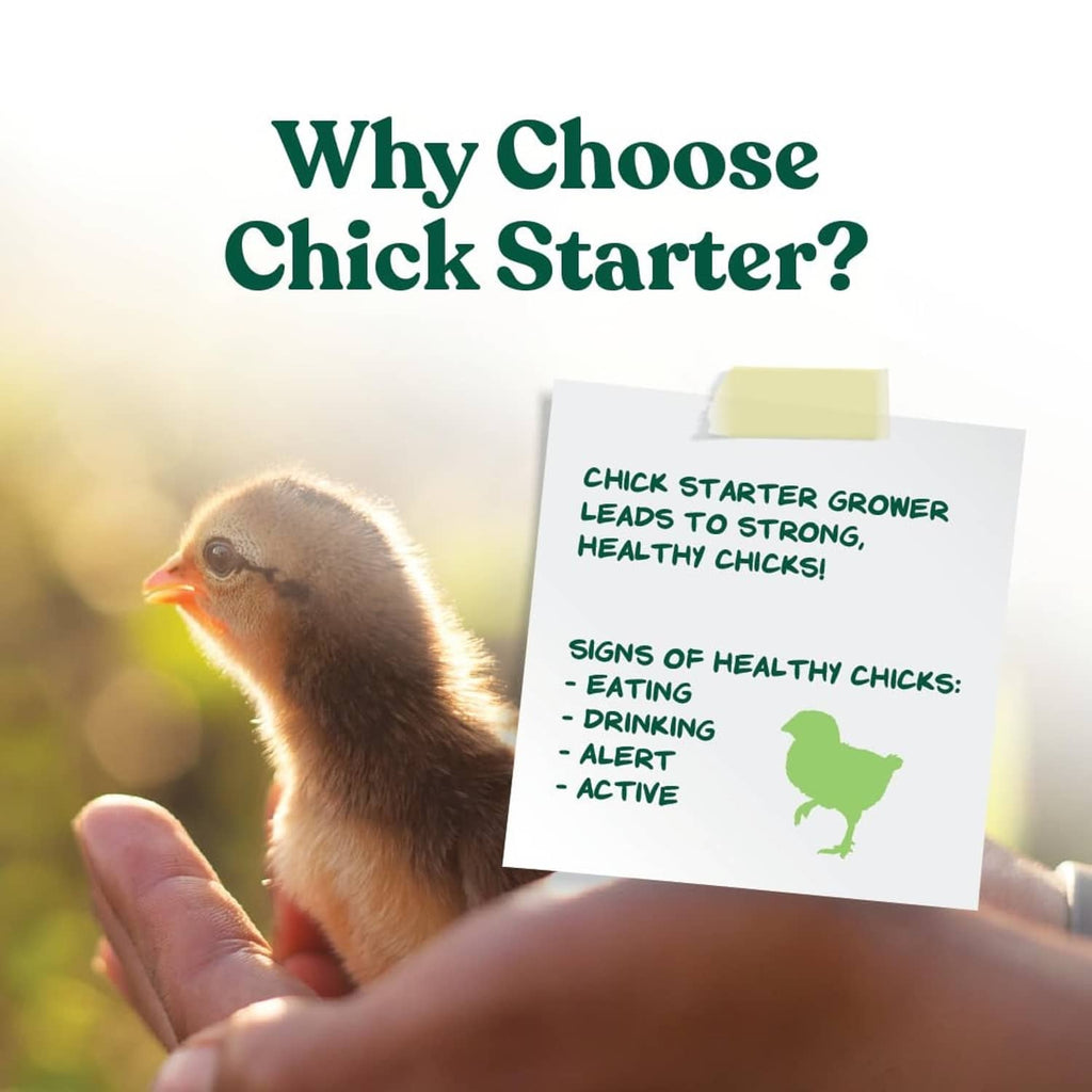 Promotional graphic: chick starter grower leads to strong, healthy chicks with checklist icons