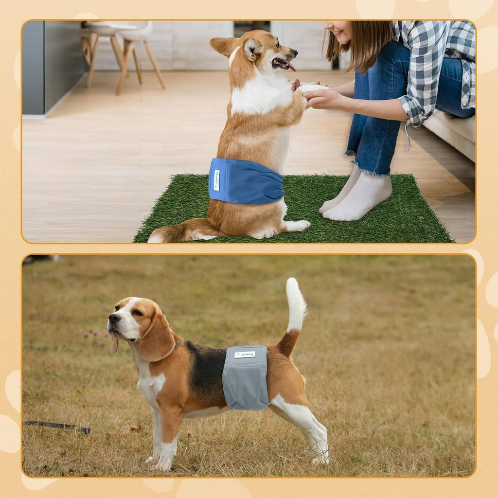 Male dog wearing a blue reusable wrap belly band around the belly