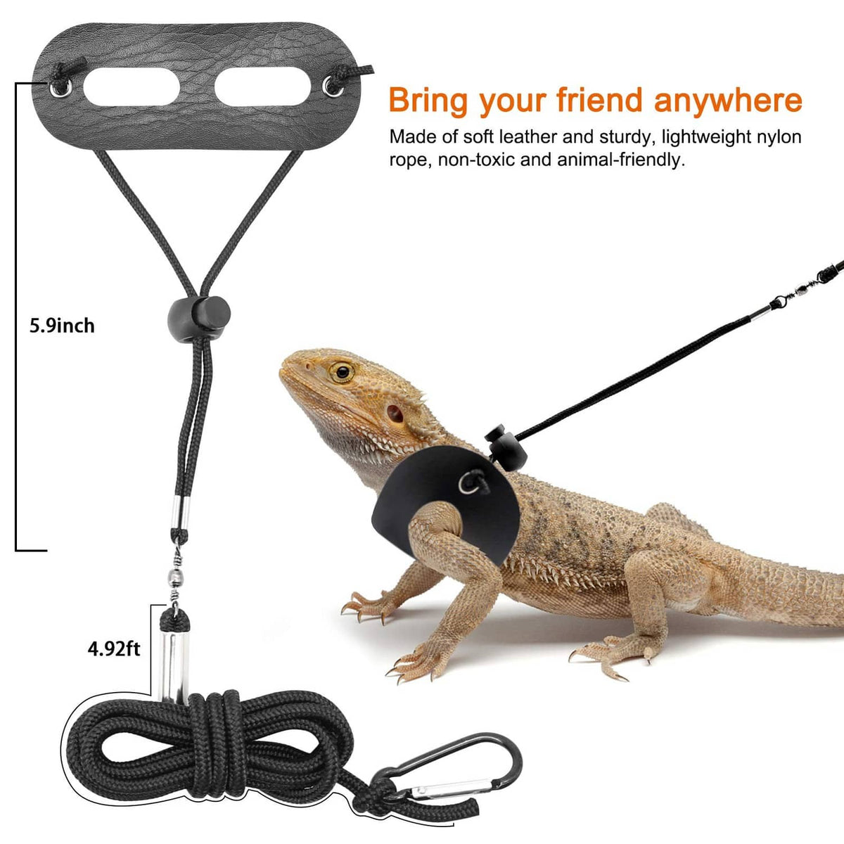 Bearded dragon wearing black harness with adjustable leash and quick-connect clip