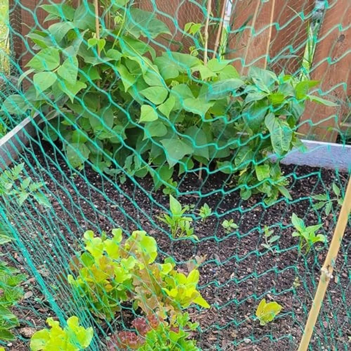 Green bird netting draped over garden bed plants and soil