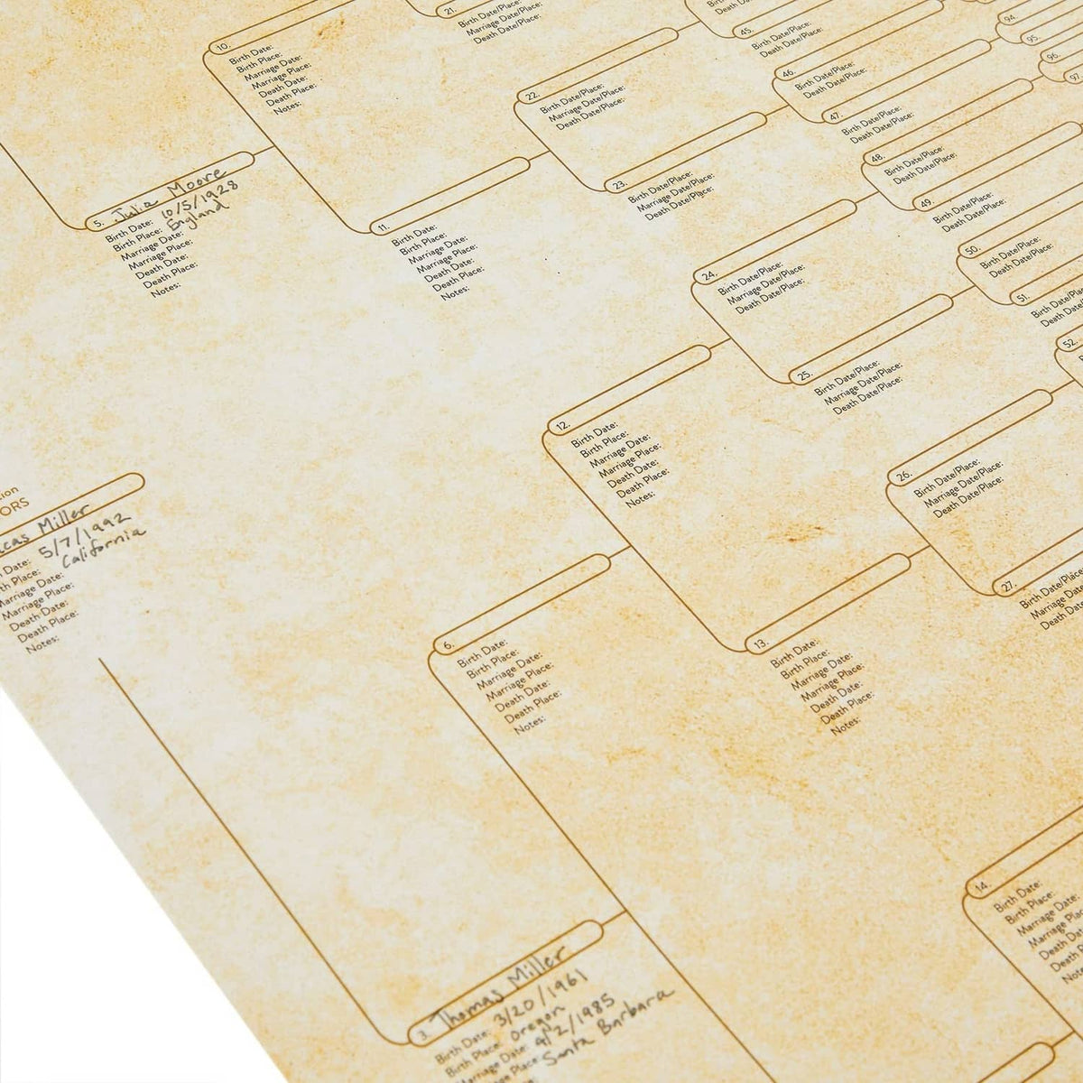 Off-white pedigree chart close-up with connected boxes and fill-in date/place lines