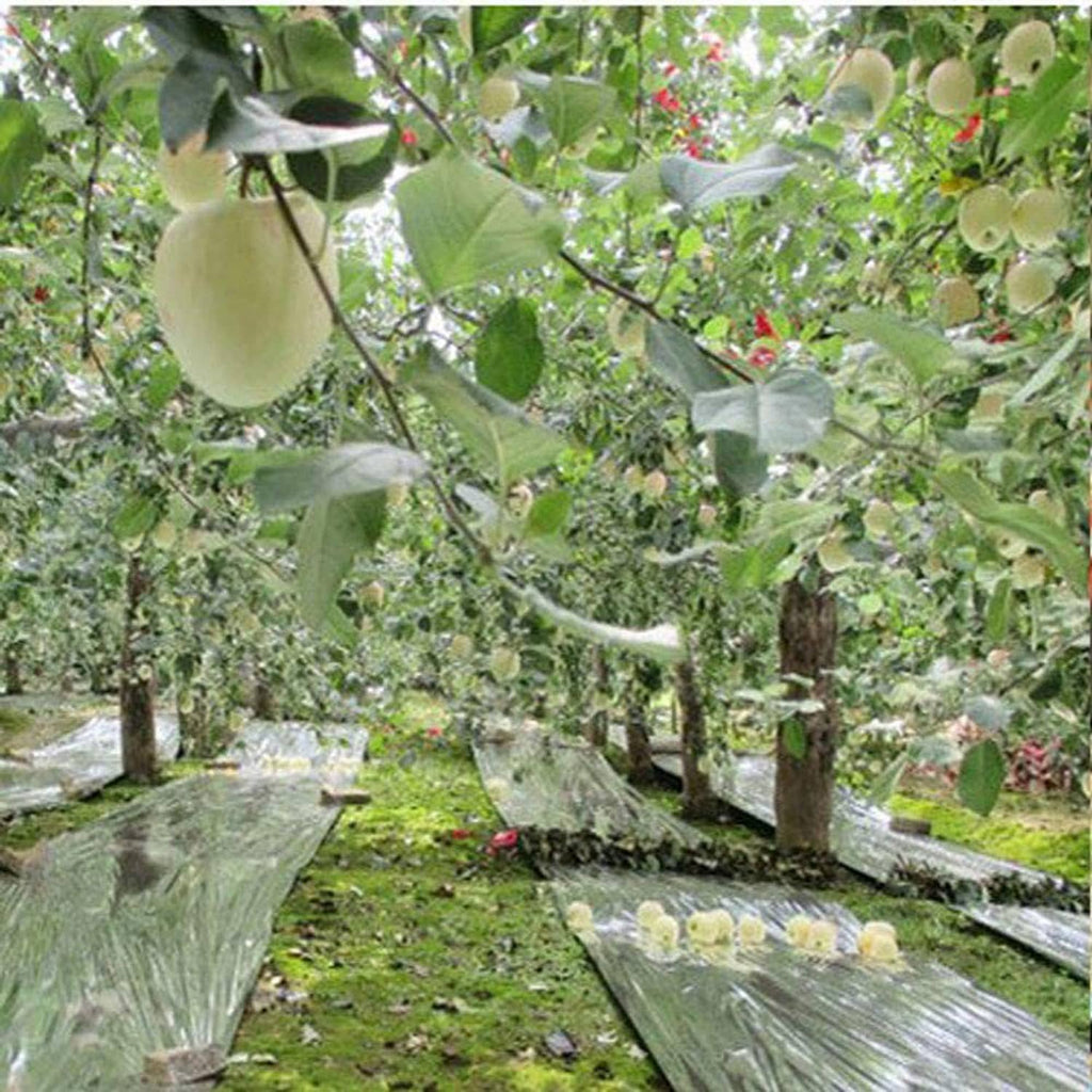 Silver reflective mylar film covering greenhouse paths between orchard trees