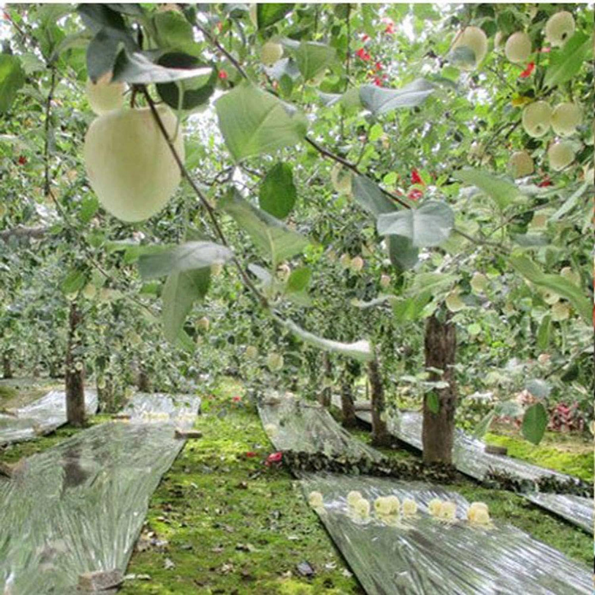 Silver reflective mylar film covering greenhouse paths between orchard trees