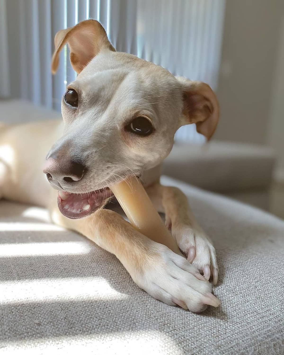 Dog playing with light tan bone-shaped nylon chew toy on a couch