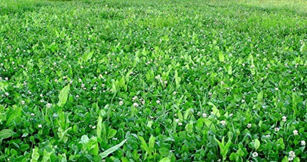 Wide view of thick green groundcover with low clover-like plants