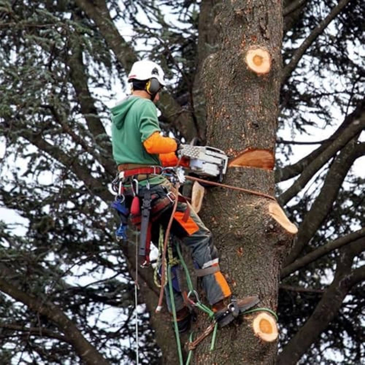 Tree climber wearing blue spiked leg gear with green straps while cutting branches