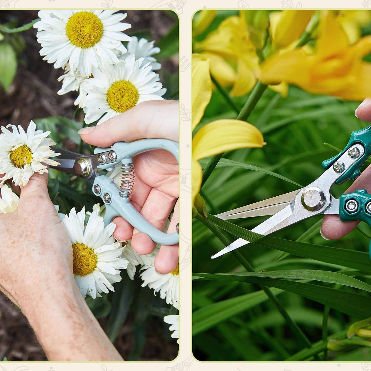 Close-up pruning shears: light blue on white flowers and green on grass