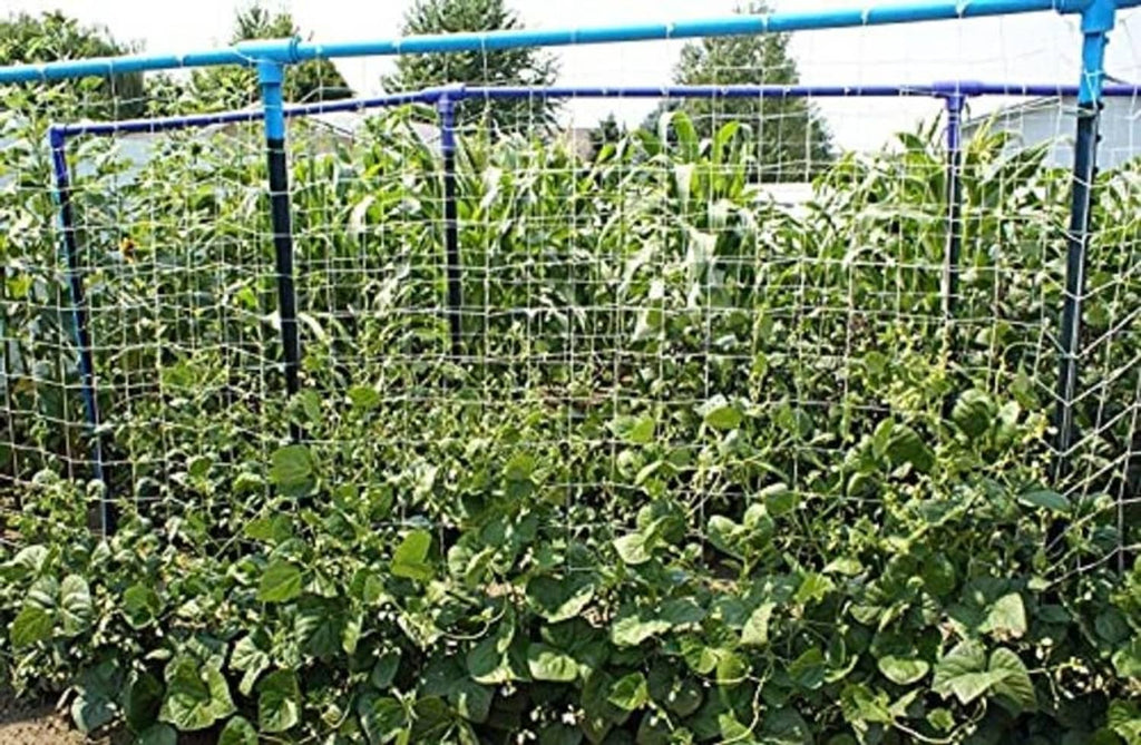 White square mesh trellis net covering a garden growing area on a frame