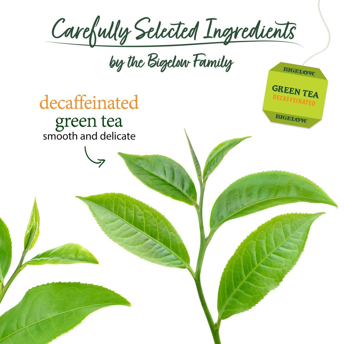 Decaf green tea leaves illustration with single decaffeinated tea packet graphic