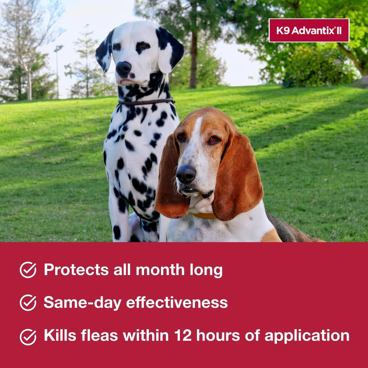 K9 Advantix II small dog flea and tick topical treatment with two dogs