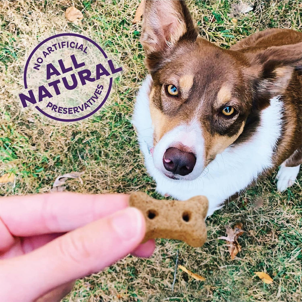 Dog outdoors reaching for a small bone-shaped treat held by a human finger