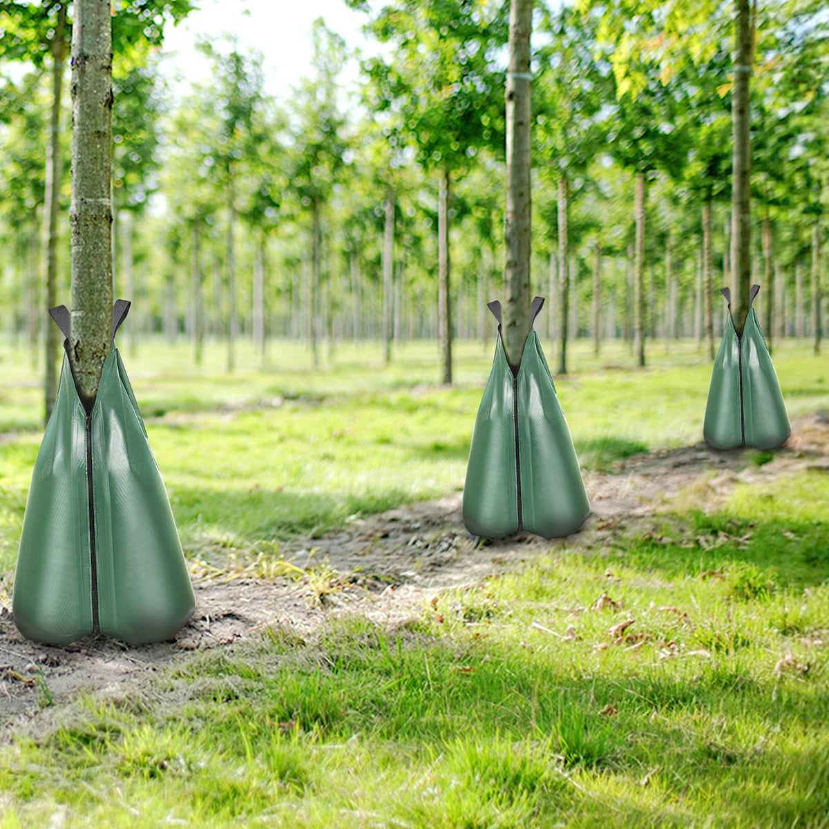 Green tree watering bags spaced in an orchard, tapered fabric with black zipper tops