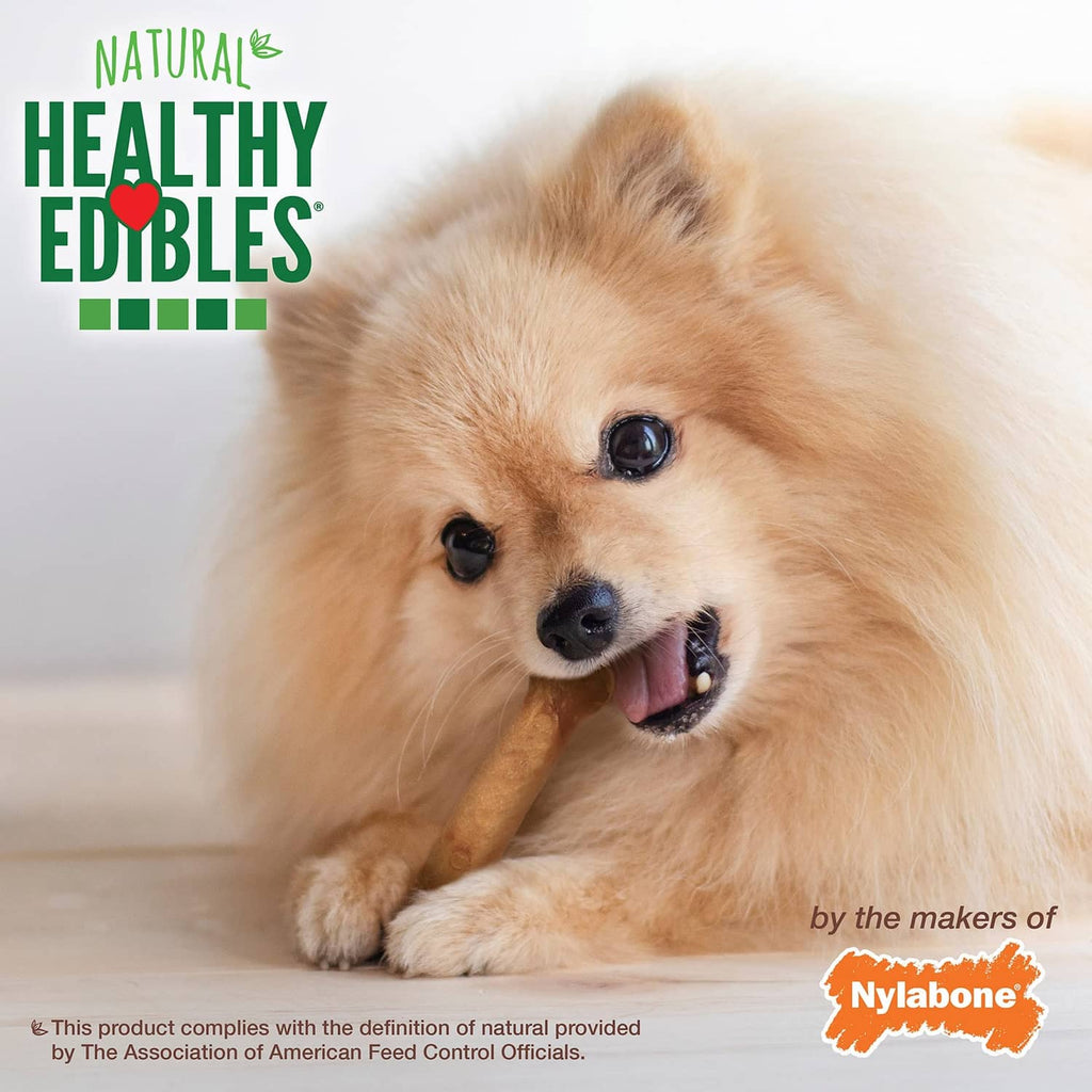Small tan dog with tongue out on a white background