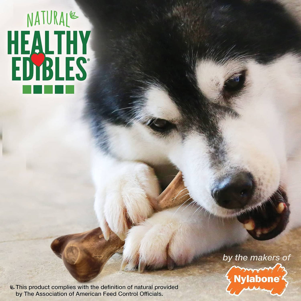 Dog lying down with Nylabone Wild bison-flavored chew bone