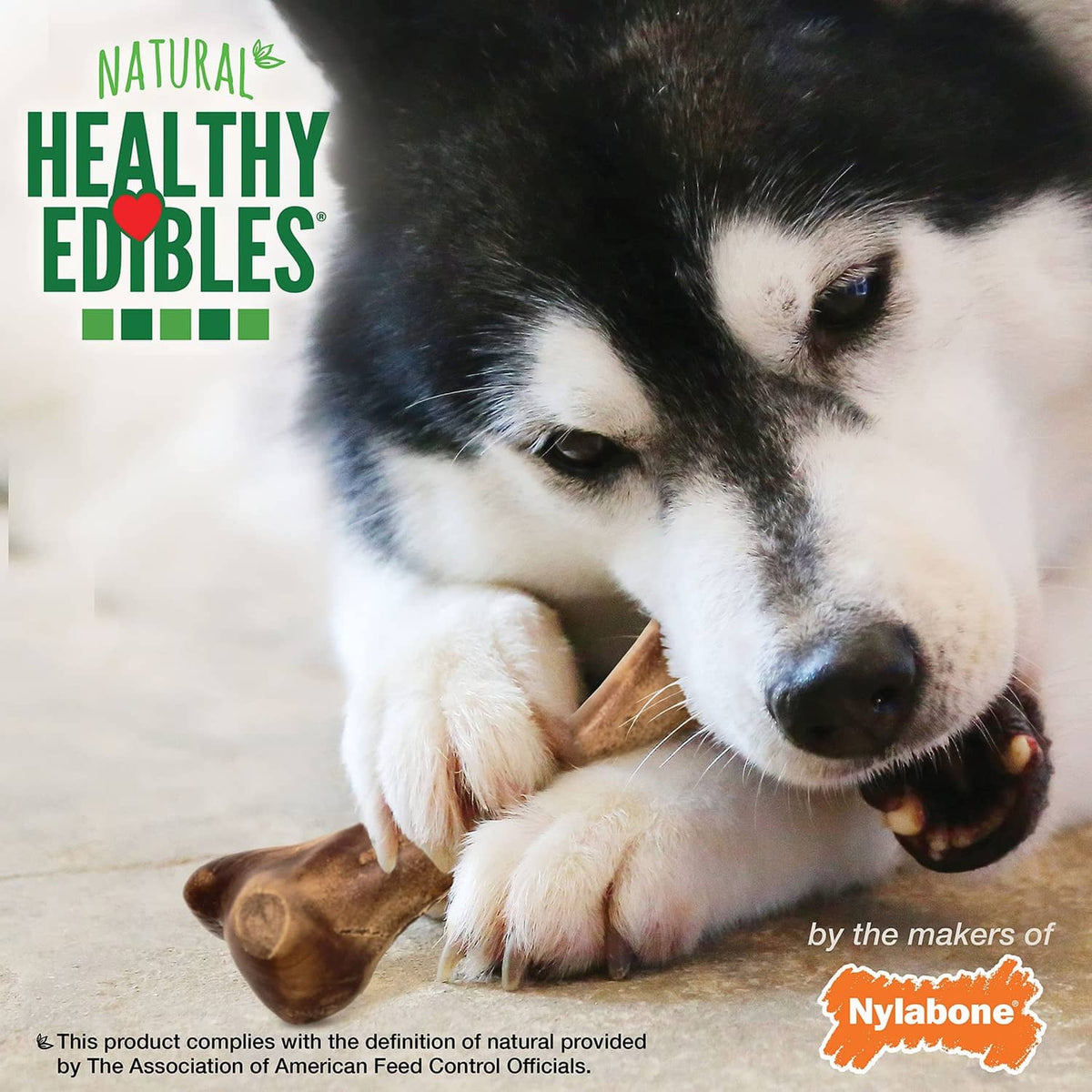 Dog lying down with Nylabone Wild bison-flavored chew bone