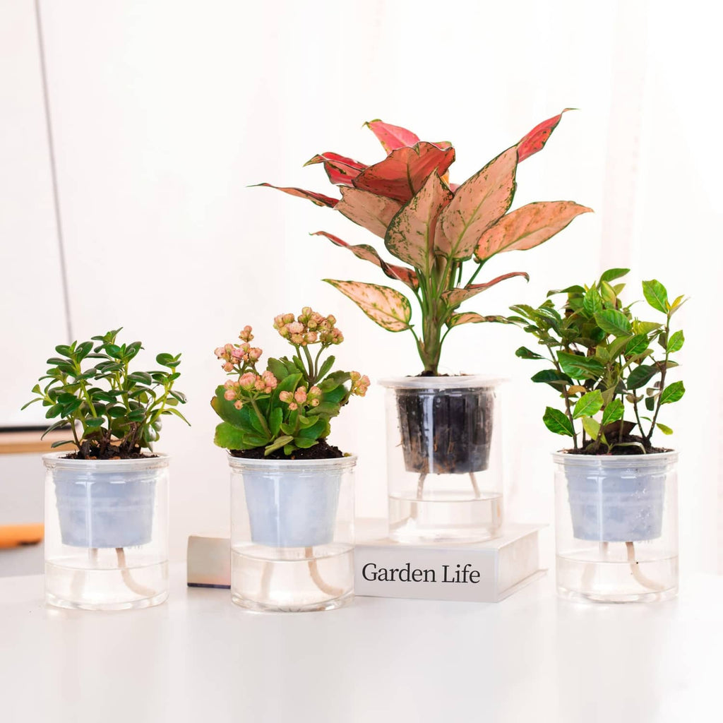 Self-watering plant display with multiple potted plants and clear reservoirs