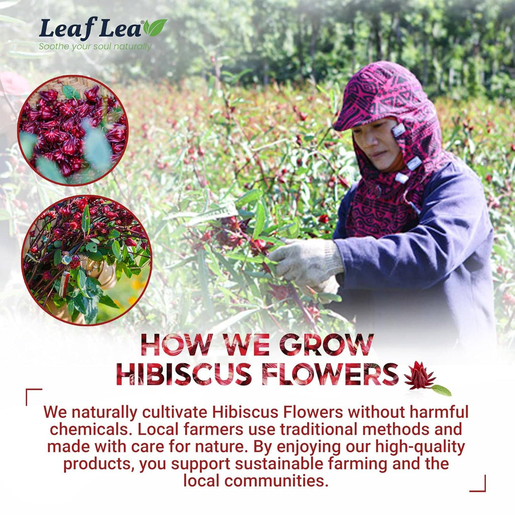 Hibiscus flower growing graphic with person harvesting flowers outdoors