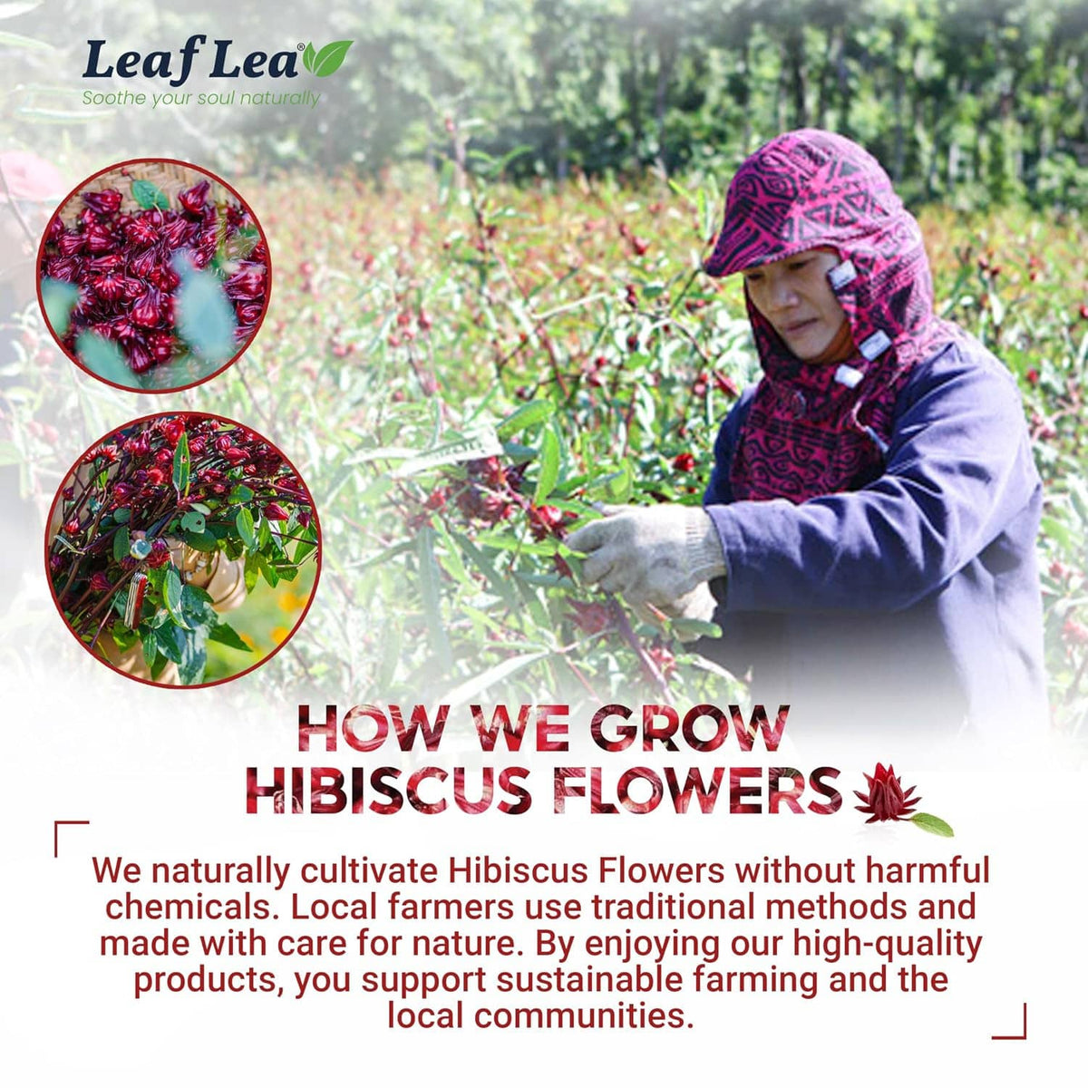 Hibiscus flower growing graphic with person harvesting flowers outdoors