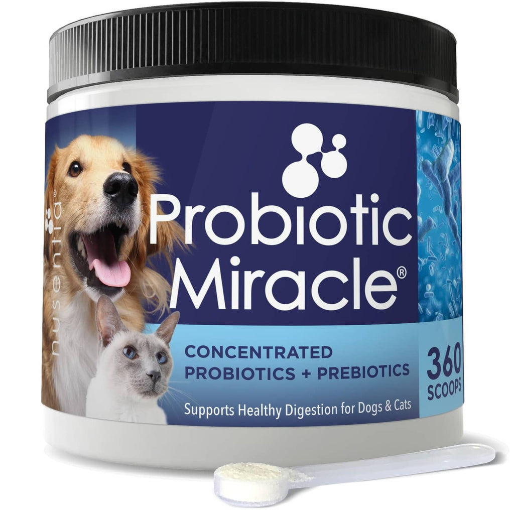 Probiotic supplement jar with black lid, white base, and blue label reading Probiotic Miracle