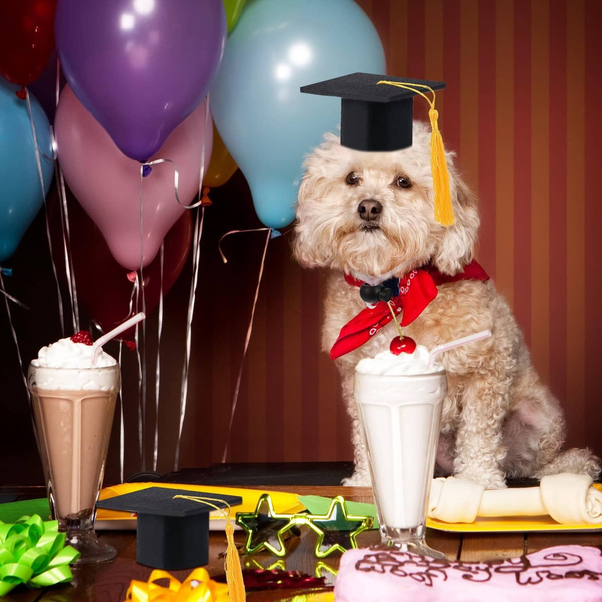 Small dog wearing a black mini graduation cap with yellow tassel and chin strap.