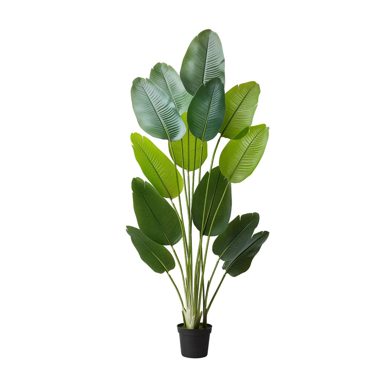 Faux bird of paradise tree with green leaves fanning out from a black pot