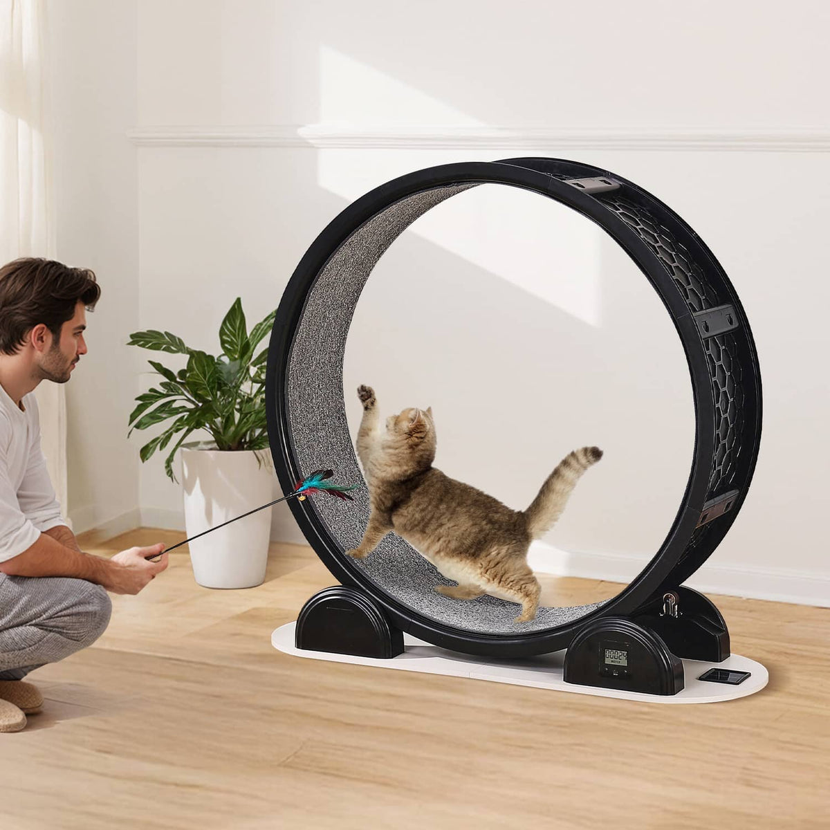 Cat exercise wheel with grey carpet track and a cat inside the circular frame