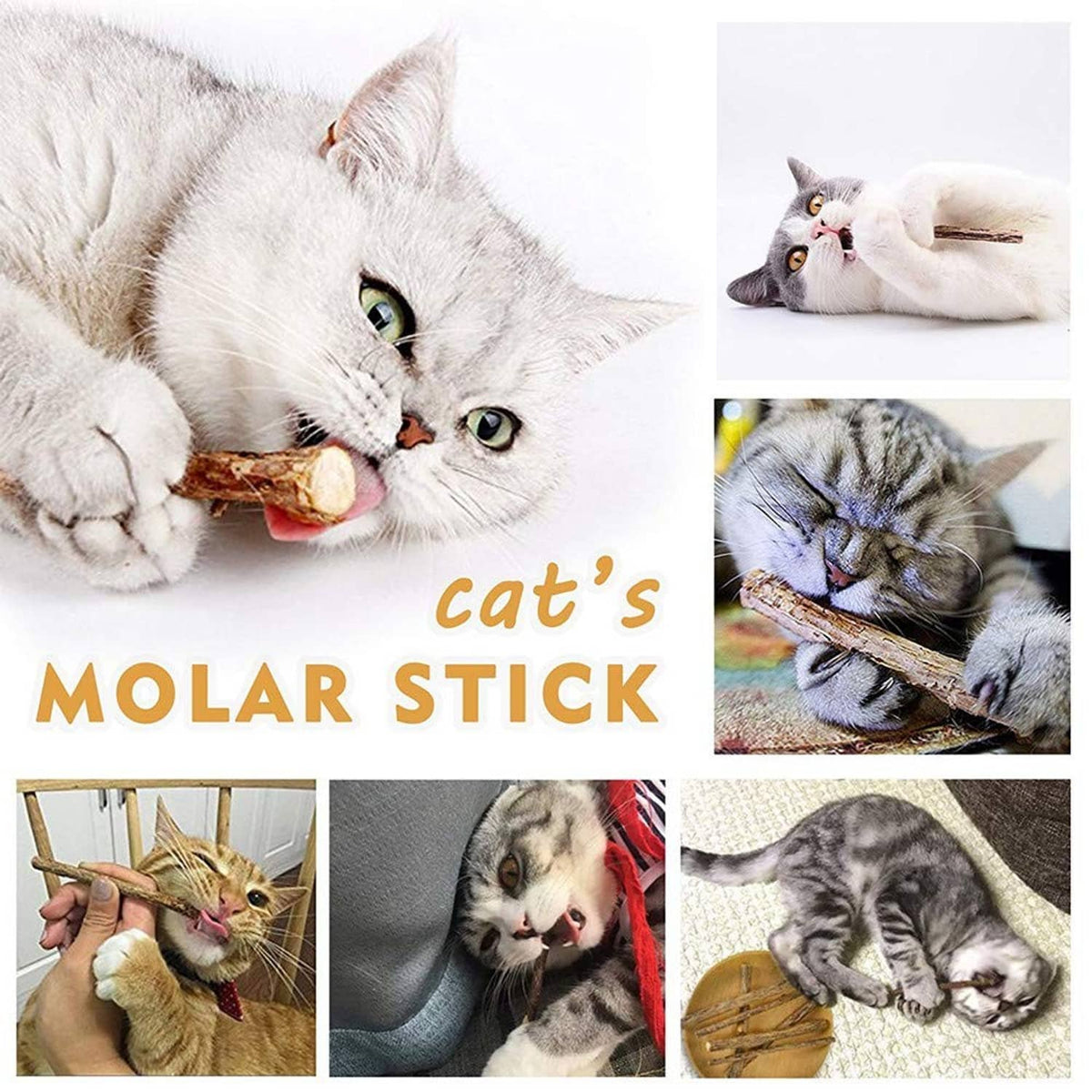 Cat molar stick shown with cats chewing the natural wooden stick