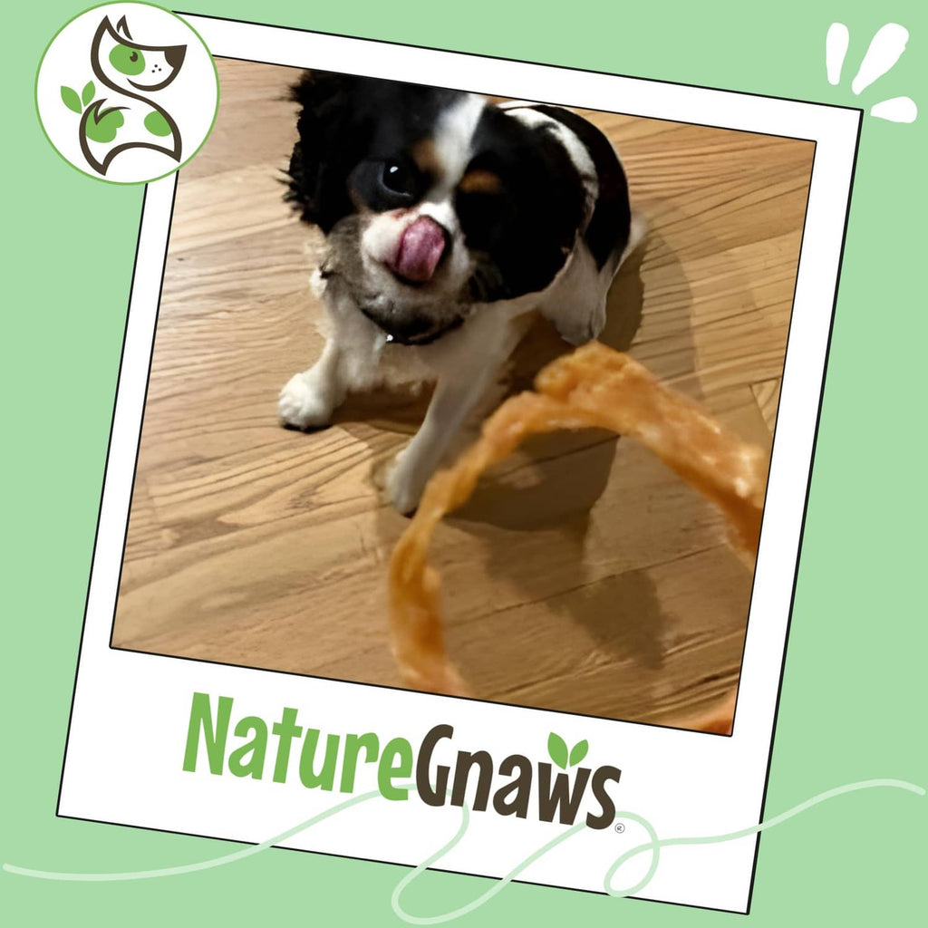 Turkey tendon ring dog chew: orange-brown twisted ring, held by a dog