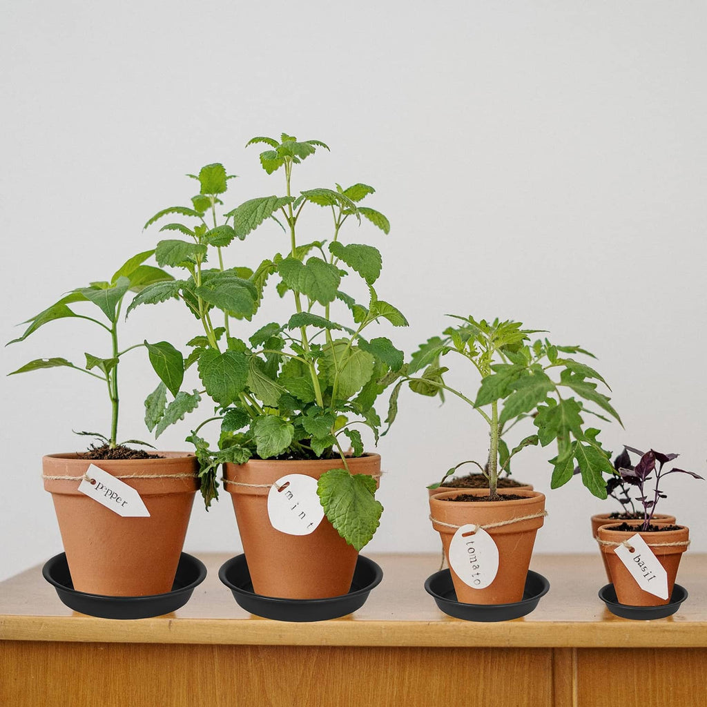 Black round plant saucer tray under a terracotta pot, catching excess water.