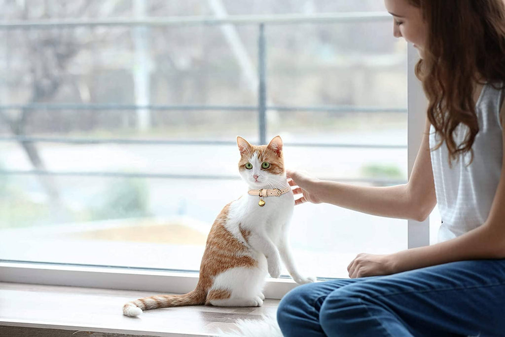 Orange-and-white cat wearing a leather collar with gold bell as a person reaches
