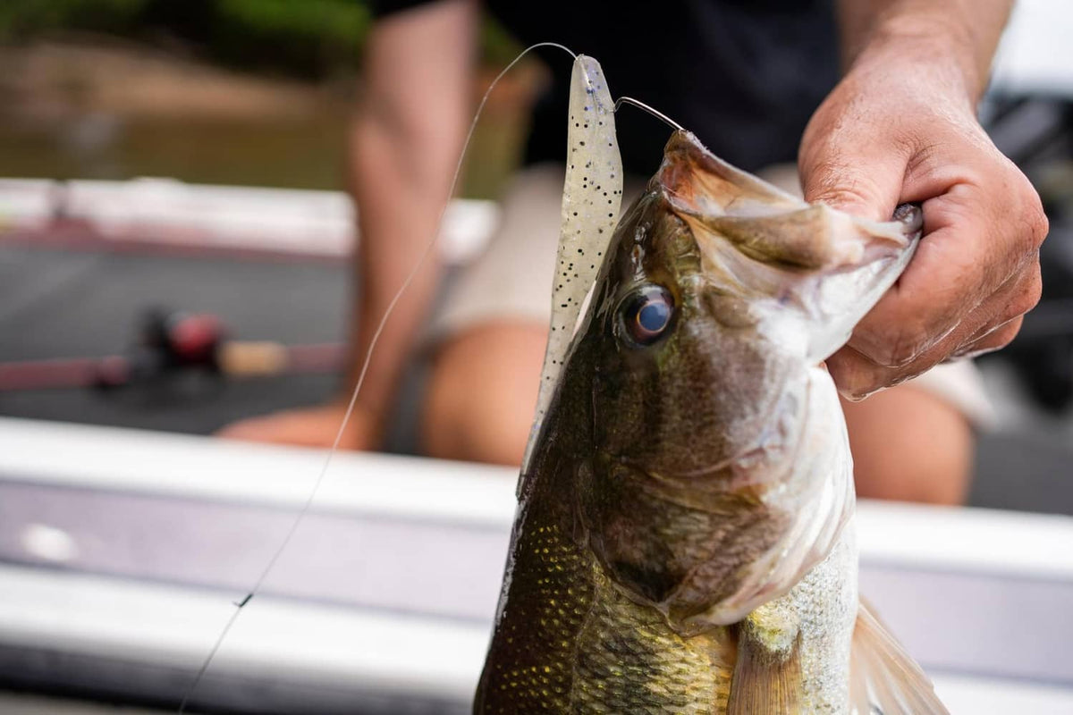 Fish with a beige speckled soft plastic jerk bait hooked in the mouth
