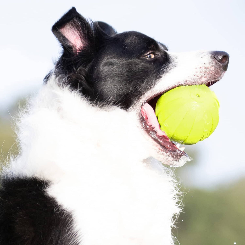 Neon green textured rubber dog ball with squeaker, shown in use by a dog