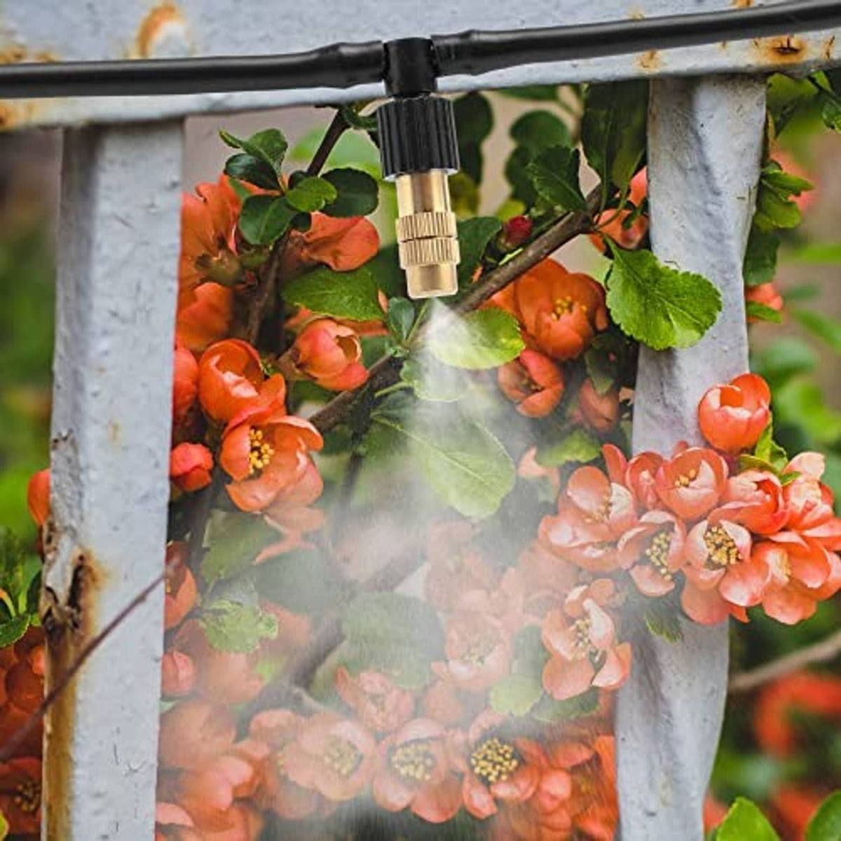 Brass spray nozzle spraying mist from black sprinkler line over fruit plants